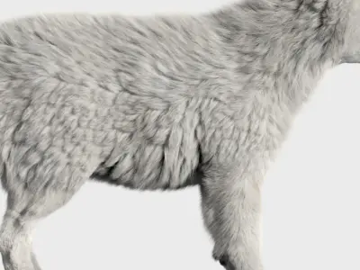 Wolf baby with realistic fur Low-poly 3D model