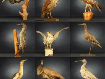 36 Animal Models Master Collection Low-poly 3D model