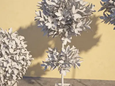 Laurus 1 plant in pot 3D model