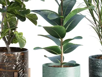 Realistic Indoor Plant Models Collection Vol 347 3D model