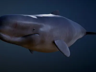 Livyatan Melvillei  3D model