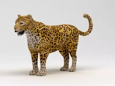 Leopard 3D model shop