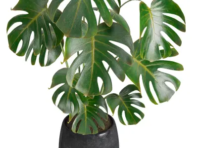 indoor plant 07 3D model