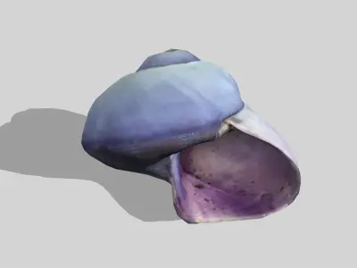 Purple seashell photoscan Janthina janthina Low-poly 3D model