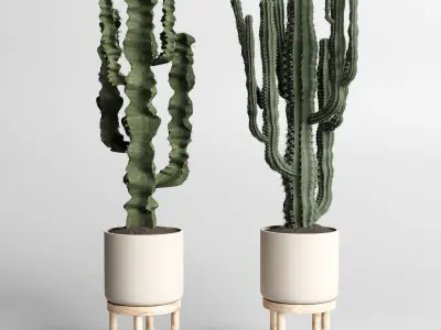 cactus pot  wood vase  collection indoor plant 186  3D model