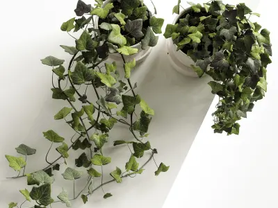 Hedera Helix wonder 3D model