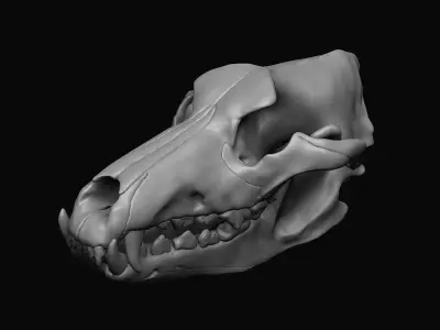 Wolf Skull  3D model