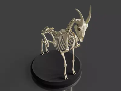 Realistic Goat Skeleton 3D model