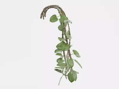 -Liana Plant V3- 3D model