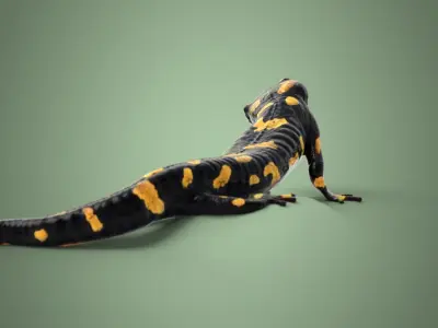 Salamander realistic Rigged Blender 3D model