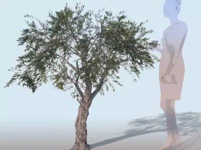 Olea europaea olive tree decorative B 3D model