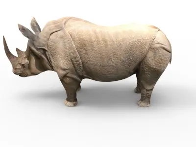 3d Rhino rigged with Animated Rhinoceros realistic Model Low-poly 3D model