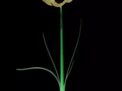 Flower Yellow Narcissus 3D model