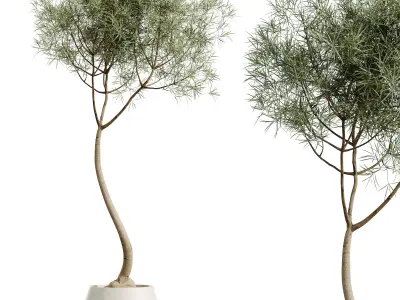 AV HousePlants Japandi Minimalism Ficus Dracaena Marginata27 3D model