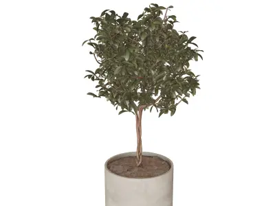 Potted Topiary Plant 3D model