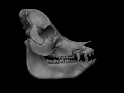 Pig Skull 3D model