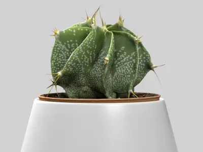 Cactus Decorative Vase 3D model