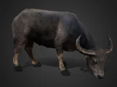 Asian Buffalo - Water Buffalo Realistic 3D model