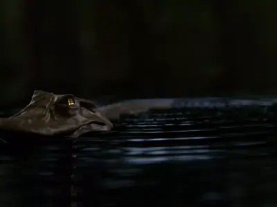 Black Caiman full rigged 3d model Low-poly 3D model