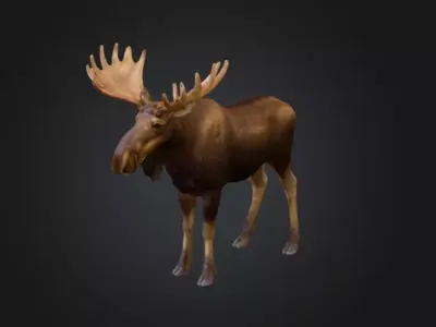 Photorealistic Male Moose Low-poly 3D model