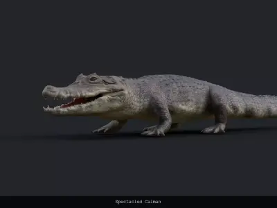 Spectacled Caiman - rigged 3D model