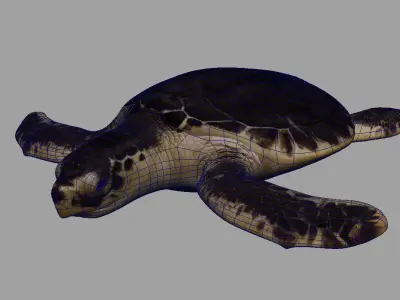 Tortoise 3d model sea turtle 3D model