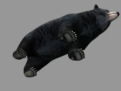 Black Bear 3D model