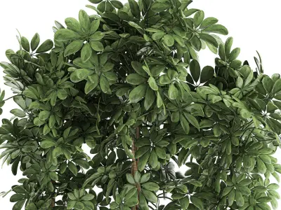 Decorative Schefflera in flowerpots 762 3D model