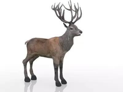 Red Deer Stag Low-poly 3D model