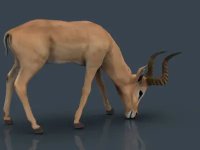 IMPALA POSES Low-poly 3D model