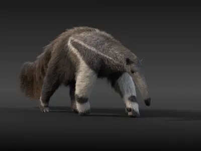 Giant Anteater Animated 3D model
