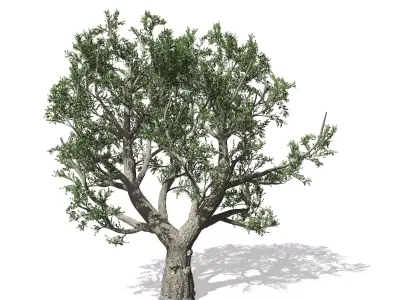 African Olive tree with roots 3D model