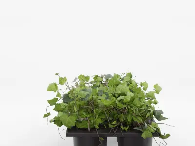 Common Ivy 3D Model Low-poly 3D model