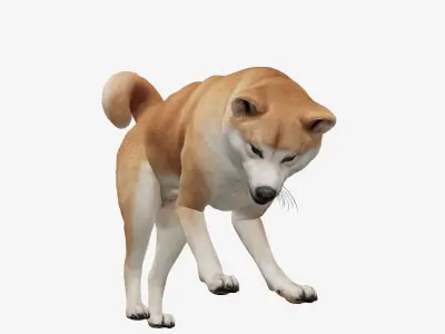 dog akita Low-poly 3D model