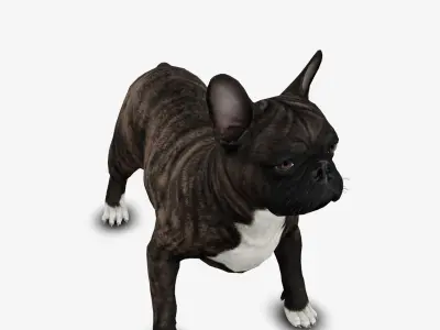 Dog French Bulldog Low-poly 3D model