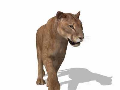 Mountain lion - 3d model 3D model