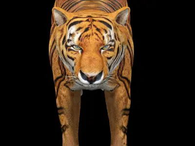 Tiger Rig 3D model