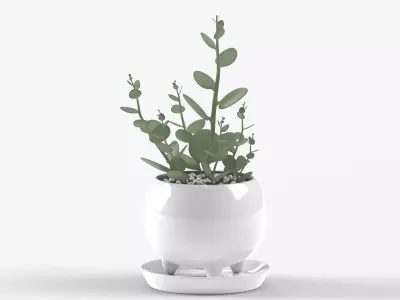 Xerosicyos danguyi Low-poly 3D model