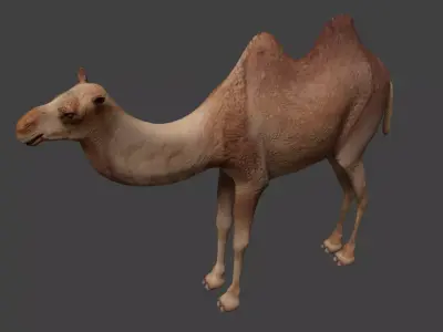 Camel Low-poly 3D model 7