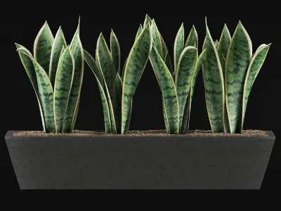 Plants Collection 47 3D model