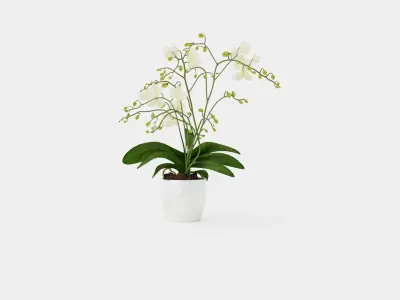Phalaenopsis hybrid Wild White Low-poly 3D model