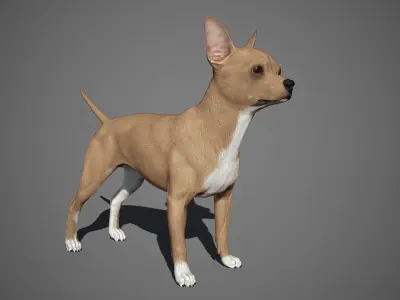 Chihuahua Real-Time Low-poly 3D model