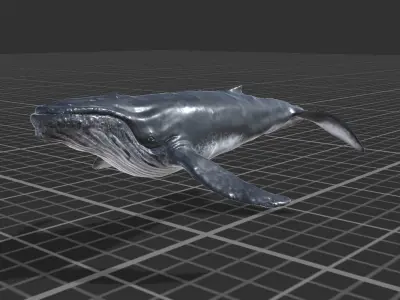 Humpback Whale Low-poly 3D model