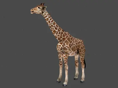 Giraffe Rigged Animated 6 3D model