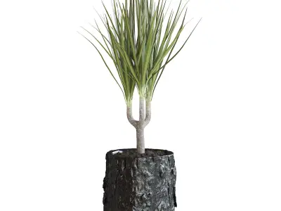 Dracena Plant 3D model