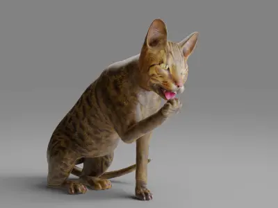 3D Cat Grey Rigged in Blender Low-poly 3D model