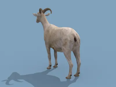 Top Goat 8K - 3d animated 3D model