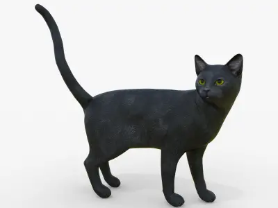 Black Cat Rigged for Cinema 4D 3D Model Low-poly 3D model