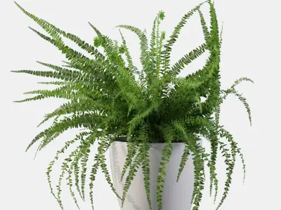 Fern in white pot 3D model purchase