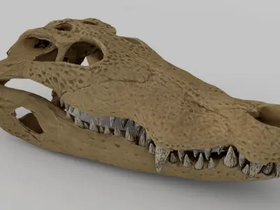 Crocodile skull  3D model 3D model